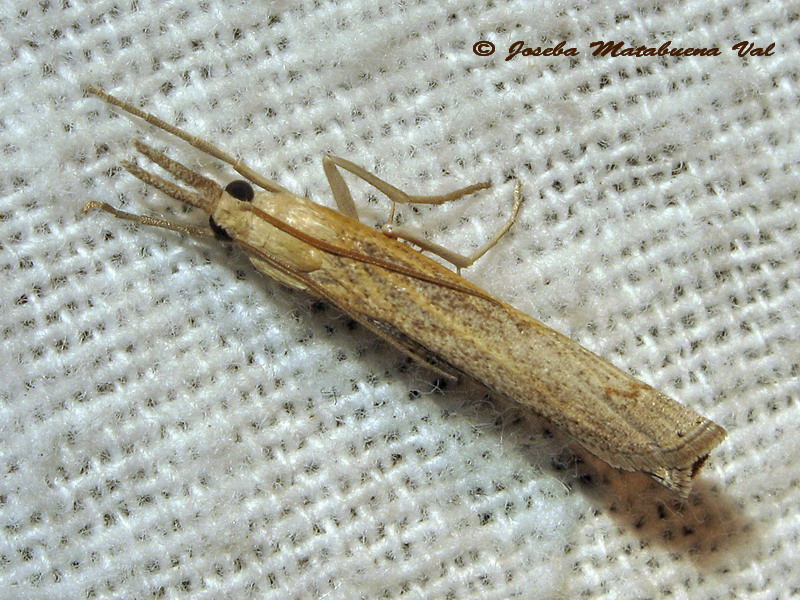 Pediasia contaminella - Crambidae? S